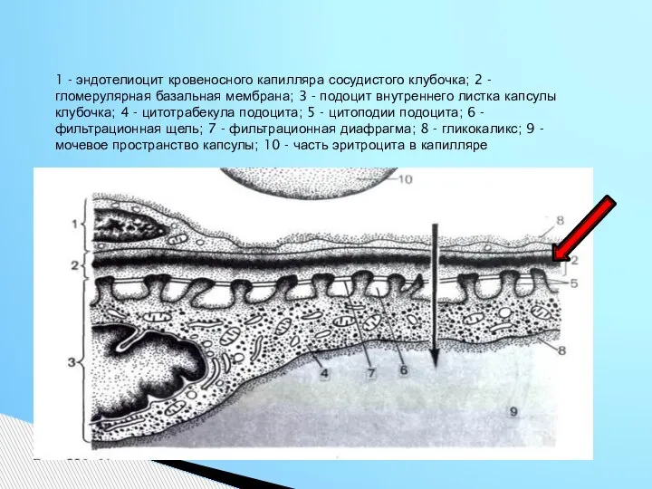1 - эндотелиоцит кровеносного капилляра сосудистого клубочка; 2 - гломерулярная базальная мембрана;