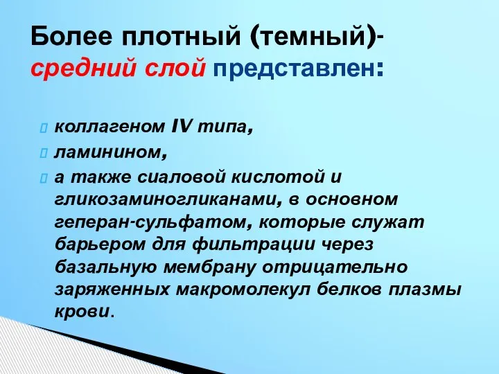 Более плотный (темный)- средний слой представлен: коллагеном IV типа, ламинином, а также