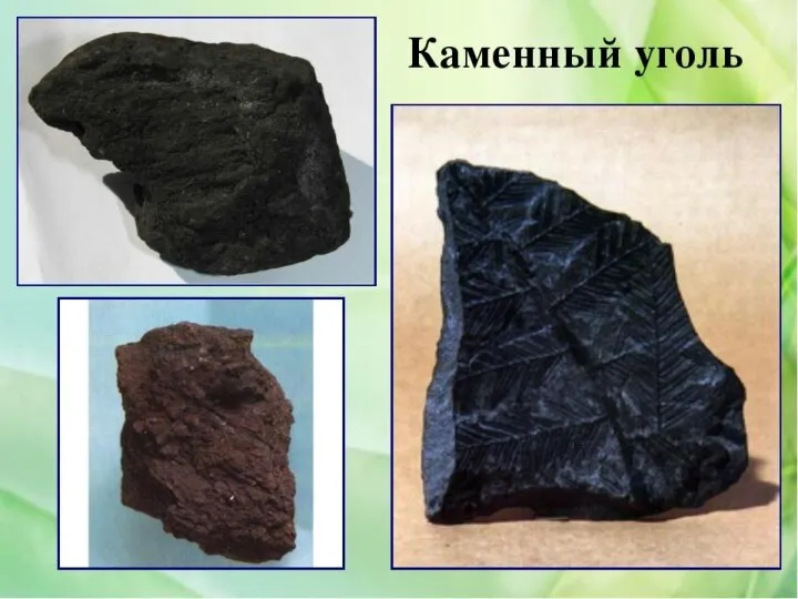 Как образуется каменный уголь