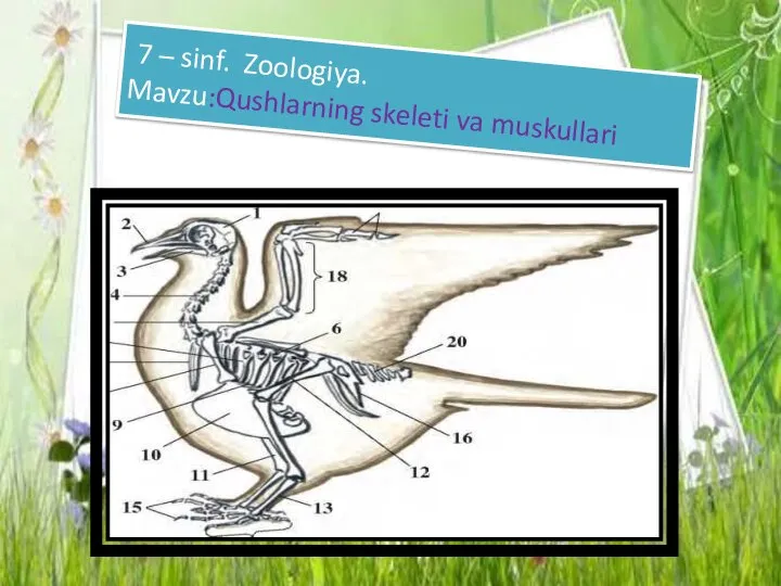 7 – sinf. Zoologiya. Mavzu:Qushlarning skeleti va muskullari