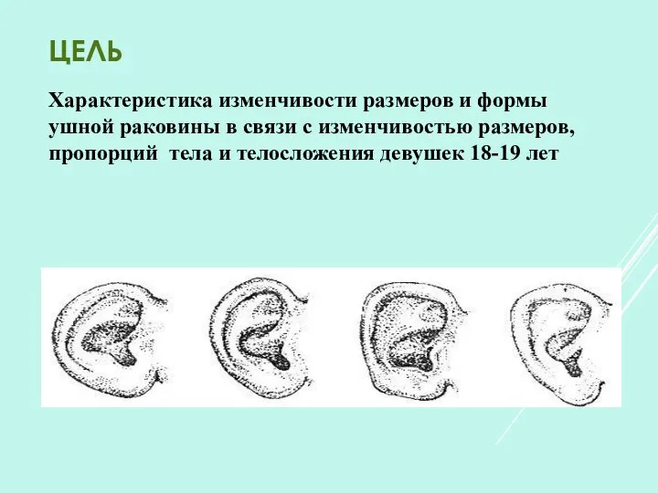 ЦЕЛЬ Характеристика изменчивости размеров и формы ушной раковины в связи с изменчивостью