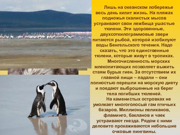 Лишь на океанском побережье весь день кипит жизнь. На пляжах подножья скалистых