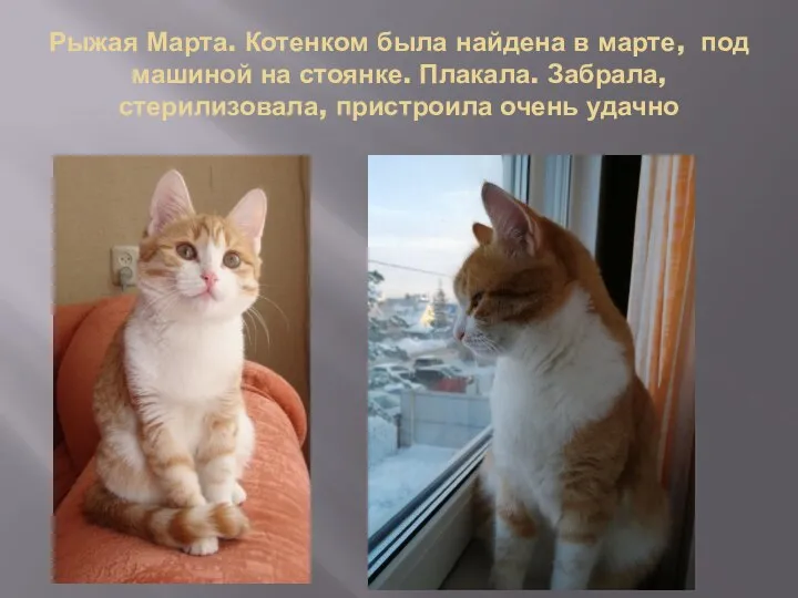 Рыжая Марта. Котенком была найдена в марте, под машиной на стоянке. Плакала.