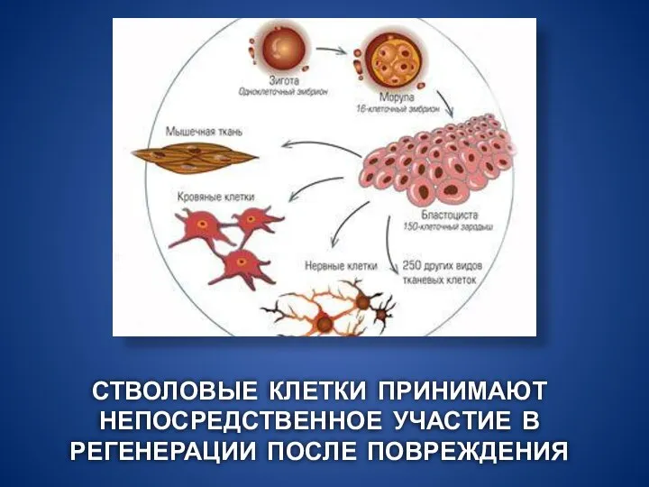 СТВОЛОВЫЕ КЛЕТКИ ПРИНИМАЮТ НЕПОСРЕДСТВЕННОЕ УЧАСТИЕ В РЕГЕНЕРАЦИИ ПОСЛЕ ПОВРЕЖДЕНИЯ