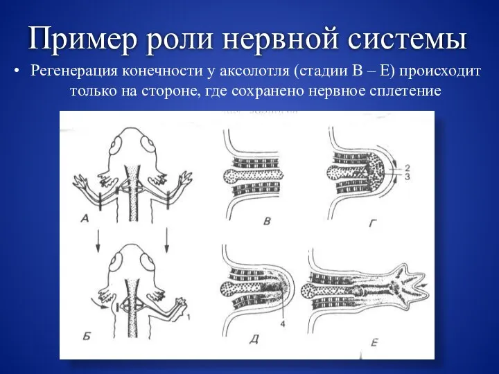 Пример роли нервной системы Регенерация конечности у аксолотля (стадии В – Е)