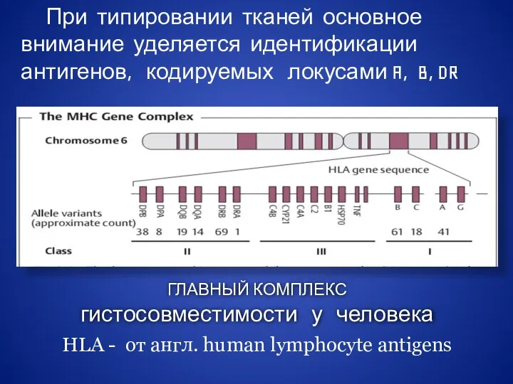 ГЛАВНЫЙ КОМПЛЕКС гистосовместимости у человека HLA - от англ. human lymphocyte antigens