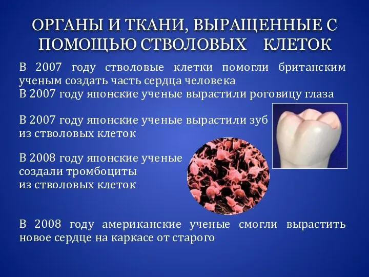 ОРГАНЫ И ТКАНИ, ВЫРАЩЕННЫЕ С ПОМОЩЬЮ СТВОЛОВЫХ КЛЕТОК В 2007 году стволовые