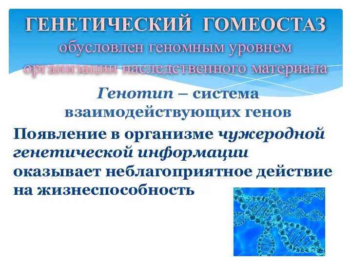 Генотип – система взаимодействующих генов Появление в организме чужеродной генетической информации оказывает