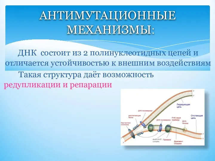 ДНК состоит из 2 полинуклеотидных цепей и отличается устойчивостью к внешним воздействиям