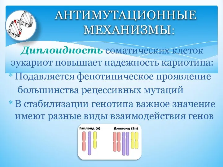 Диплоидность соматических клеток эукариот повышает надежность кариотипа: Подавляется фенотипическое проявление большинства рецессивных