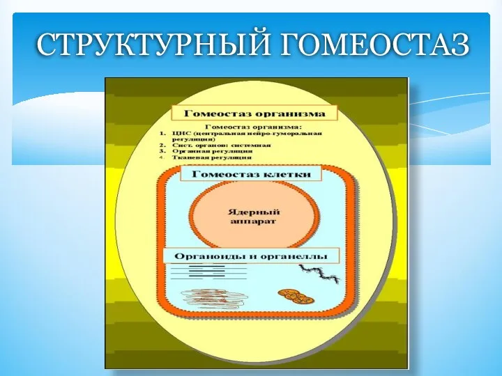 СТРУКТУРНЫЙ ГОМЕОСТАЗ