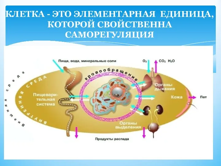 КЛЕТКА - ЭТО ЭЛЕМЕНТАРНАЯ ЕДИНИЦА, КОТОРОЙ СВОЙСТВЕННА САМОРЕГУЛЯЦИЯ