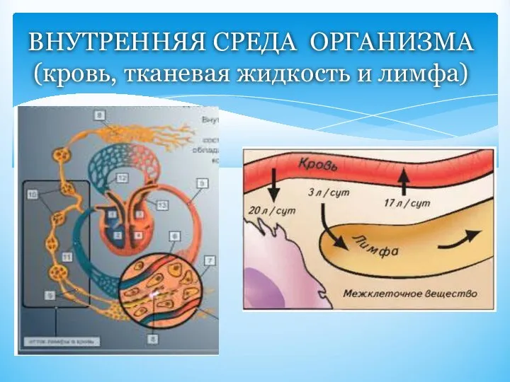 ВНУТРЕННЯЯ СРЕДА ОРГАНИЗМА (кровь, тканевая жидкость и лимфа)