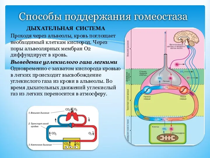 Способы поддержания гомеостаза ДЫХАТЕЛЬНАЯ СИСТЕМА Проходя через альвеолы, кровь поглощает необходимый клеткам