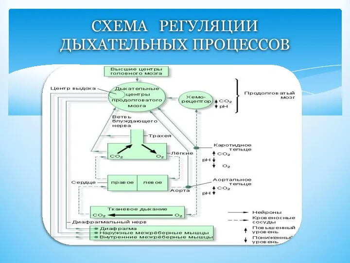 СХЕМА РЕГУЛЯЦИИ ДЫХАТЕЛЬНЫХ ПРОЦЕССОВ