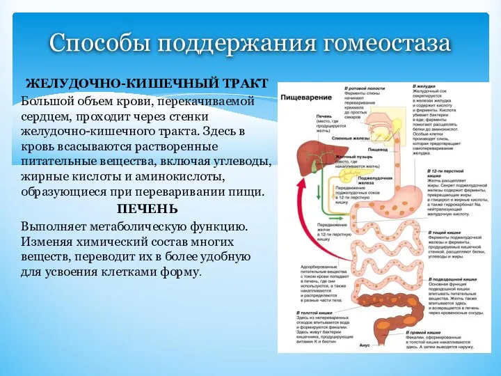 Способы поддержания гомеостаза ЖЕЛУДОЧНО-КИШЕЧНЫЙ ТРАКТ Большой объем крови, перекачиваемой сердцем, проходит через