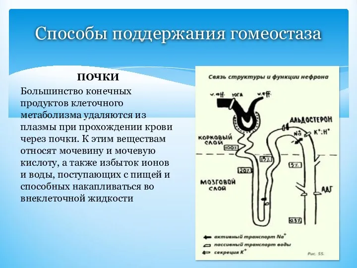 Способы поддержания гомеостаза ПОЧКИ Большинство конечных продуктов клеточного метаболизма удаляются из плазмы