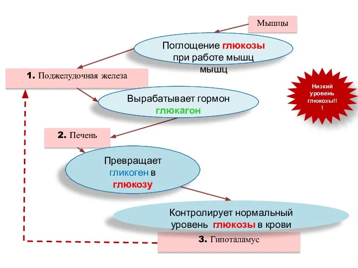 Мышцы Поглощение 4.________ при работе мышц 1. Поджелудочная железа Вырабатывает гормон 6.__________