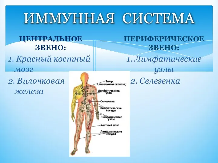 ИММУННАЯ СИСТЕМА ЦЕНТРАЛЬНОЕ ЗВЕНО: 1. Красный костный мозг 2. Вилочковая железа ПЕРИФЕРИЧЕСКОЕ