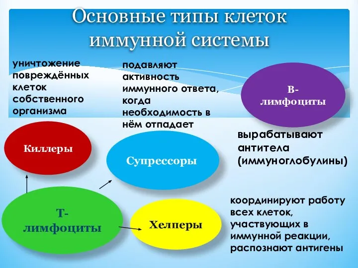 Основные типы клеток иммунной системы Т-лимфоциты Киллеры Супрессоры Хелперы уничтожение повреждённых клеток