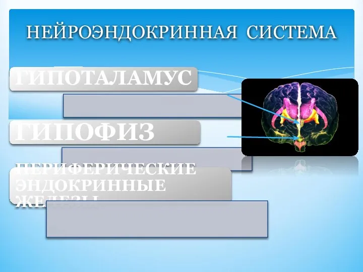 ГИПОТАЛАМУС ГИПОФИЗ ПЕРИФЕРИЧЕСКИЕ ЭНДОКРИННЫЕ ЖЕЛЕЗЫ НЕЙРОЭНДОКРИННАЯ СИСТЕМА