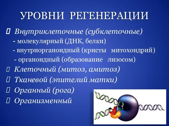 УРОВНИ РЕГЕНЕРАЦИИ Внутриклеточные (субклеточные) - молекулярный (ДНК, белки) - внутриорганоидный (кристы митохондрий)