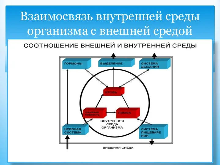 Взаимосвязь внутренней среды организма с внешней средой