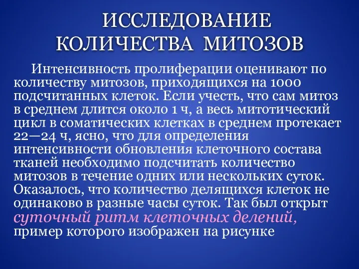 ИССЛЕДОВАНИЕ КОЛИЧЕСТВА МИТОЗОВ Интенсивность пролиферации оценивают по количеству митозов, приходящихся на 1000