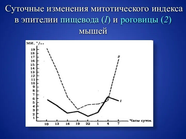 Суточные изменения митотического индекса в эпителии пищевода (I) и роговицы (2) мышей