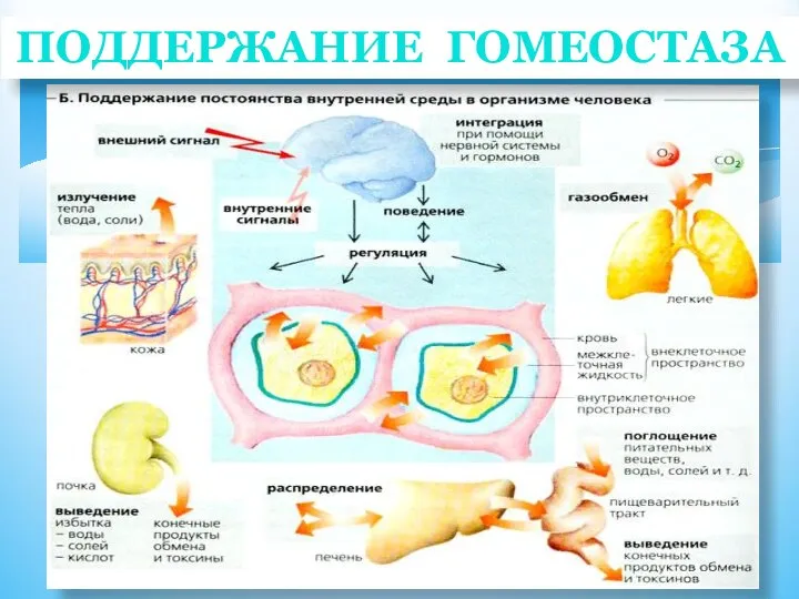 ПОДДЕРЖАНИЕ ГОМЕОСТАЗА