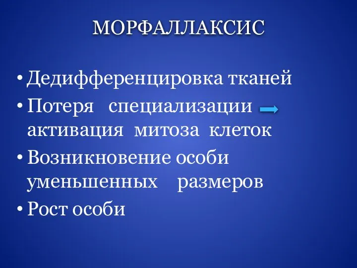 МОРФАЛЛАКСИС Дедифференцировка тканей Потеря специализации активация митоза клеток Возникновение особи уменьшенных размеров Рост особи