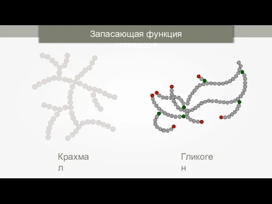 Крахмал Гликоген Запасающая функция углеводов