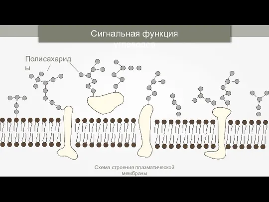 Сигнальная функция углеводов Схема строения плазматической мембраны Полисахариды