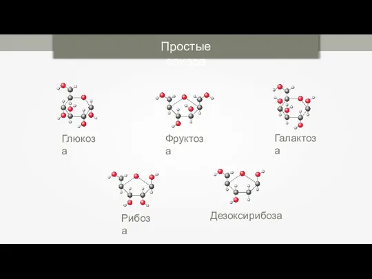 Простые сахара Глюкоза Фруктоза Галактоза Рибоза Дезоксирибоза