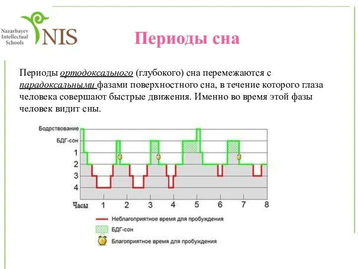 Периоды сна Периоды ортодоксального (глубокого) сна перемежаются с парадоксальными фазами поверхностного сна,