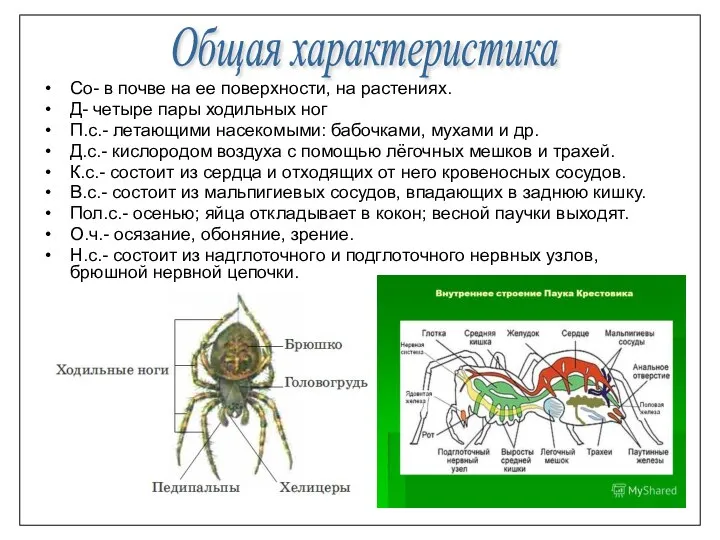 Со- в почве на ее поверхности, на растениях. Д- четыре пары ходильных