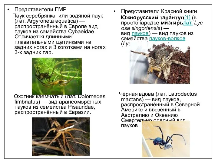 Представители ПМР Паук-серебрянка, или водяной паук (лат. Argyroneta aquatica) — распространённый в