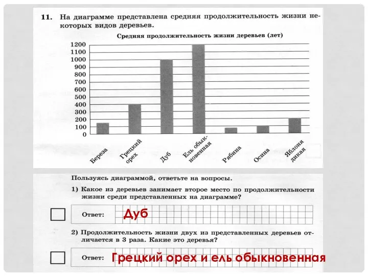 Дуб Грецкий орех и ель обыкновенная