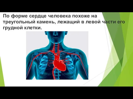 По форме сердце человека похоже на треугольный камень, лежащий в левой части его грудной клетки.