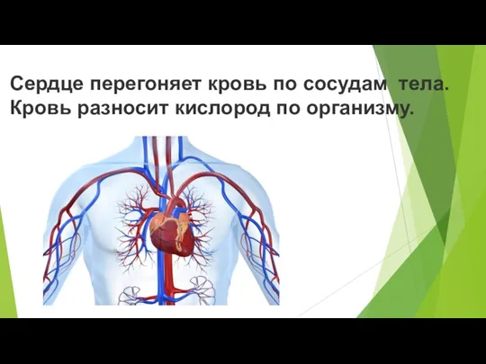 Сердце перегоняет кровь по сосудам тела. Кровь разносит кислород по организму.