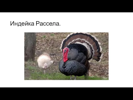 Индейка Рассела.