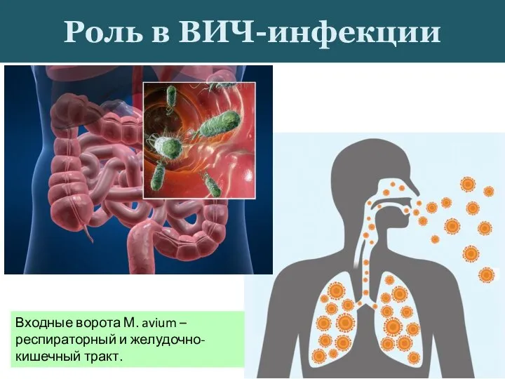 Роль в ВИЧ-инфекции Входные ворота М. avium –респираторный и желудочно-кишечный тракт.