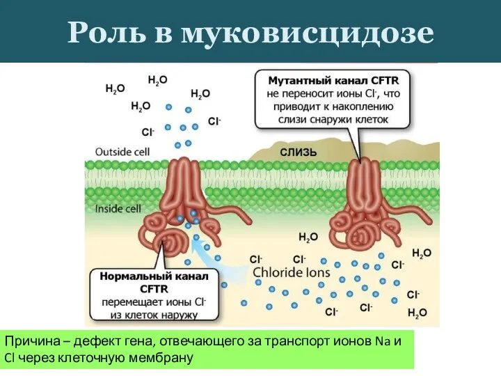 Роль в муковисцидозе Причина – дефект гена, отвечающего за транспорт ионов Na