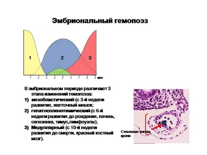 Провизорные органы