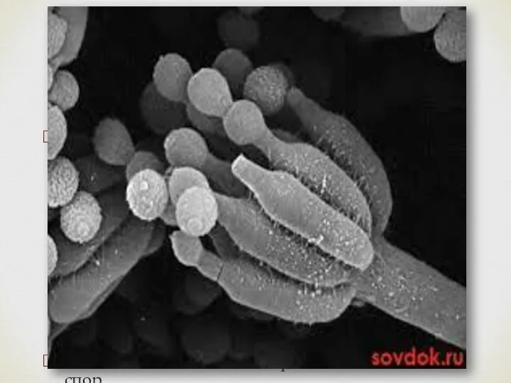 Гифы гриба пеницилла либо погружены в субстрат, либо расположены на его поверхности.