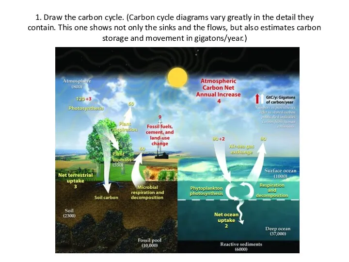 1. Draw the carbon cycle. (Carbon cycle diagrams vary greatly in the
