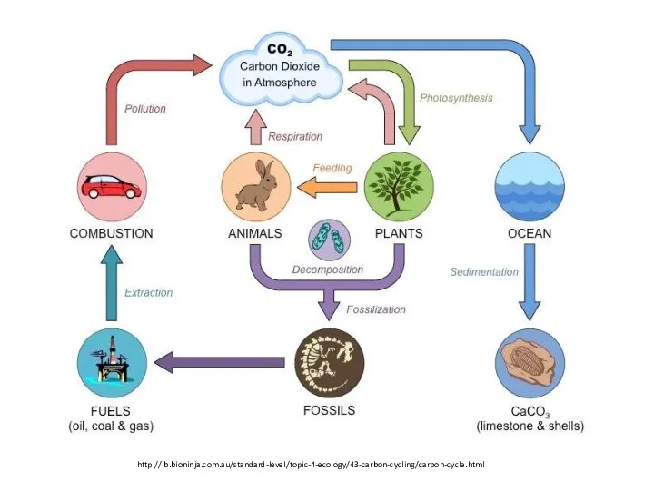 http://ib.bioninja.com.au/standard-level/topic-4-ecology/43-carbon-cycling/carbon-cycle.html