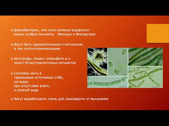 ● Цианобактерии, или сине-зеленые водоросли имеют особые пигменты – Фикоцин и Фикоэртрин