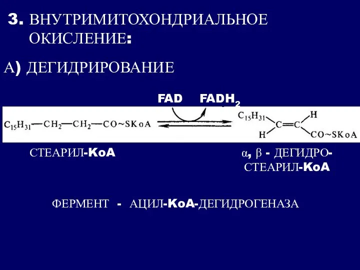 3. ВНУТРИМИТОХОНДРИАЛЬНОЕ ОКИСЛЕНИЕ: А) ДЕГИДРИРОВАНИЕ СТЕАРИЛ-KoA α, β - ДЕГИДРО- СТЕАРИЛ-KoA FAD FADH2 ФЕРМЕНТ - АЦИЛ-KoA-ДЕГИДРОГЕНАЗА