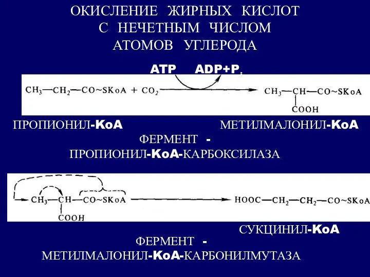 ОКИСЛЕНИЕ ЖИРНЫХ КИСЛОТ С НЕЧЕТНЫМ ЧИСЛОМ АТОМОВ УГЛЕРОДА ATP ADP+Pi ПРОПИОНИЛ-KoA МЕТИЛМАЛОНИЛ-KoA